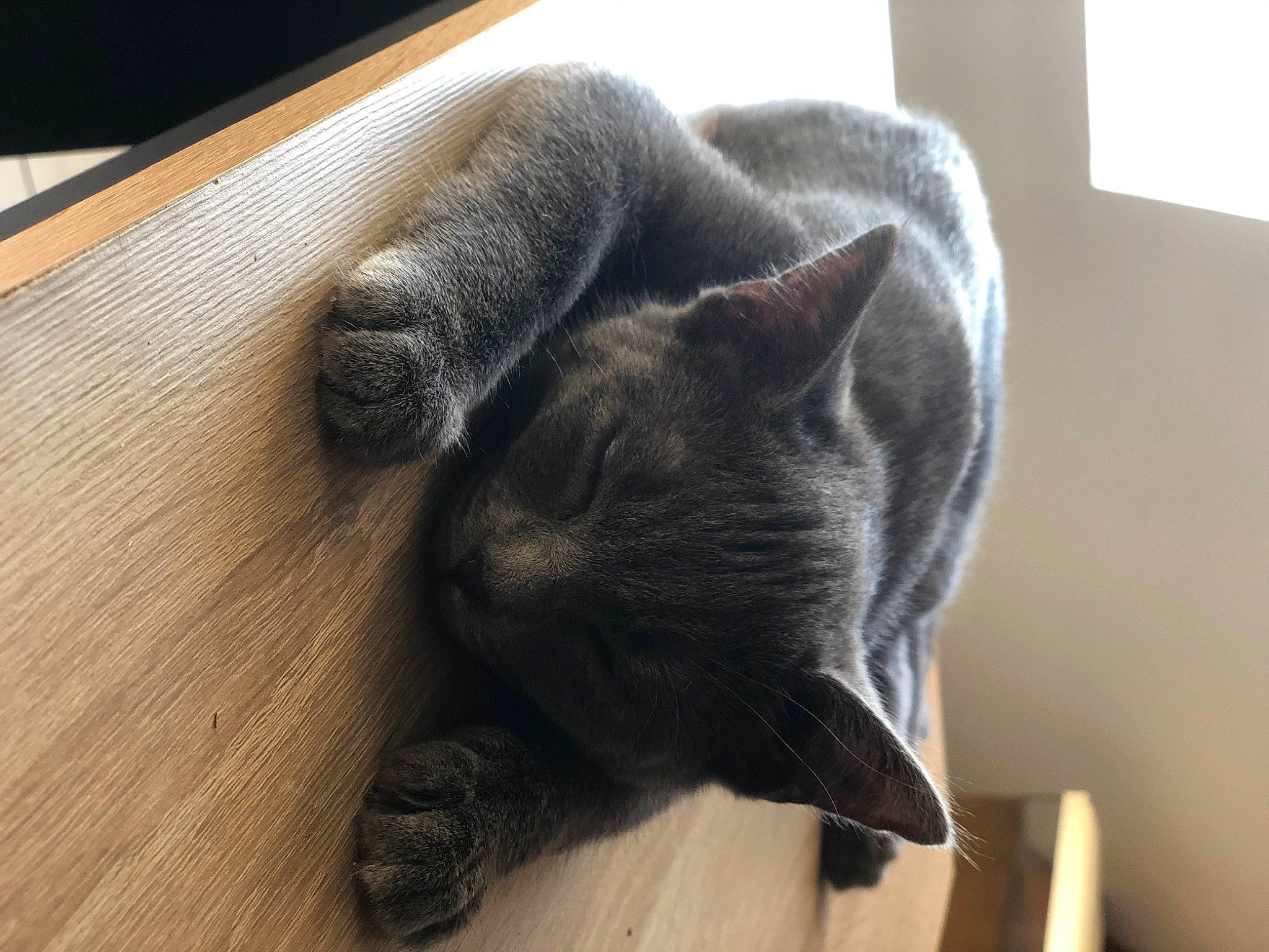 Bonnie participe au concours pour gagner de l'argent avec cette photo : black_cat, carnivore, cat, chartreux, claw, comfort, domestic_short_haired_cat, felidae, flooring, fur, grey, hardwood, russian_blue, small_to_medium_sized_cats, tail, varnish, whiskers, wood, wood_flooring, wood_stain