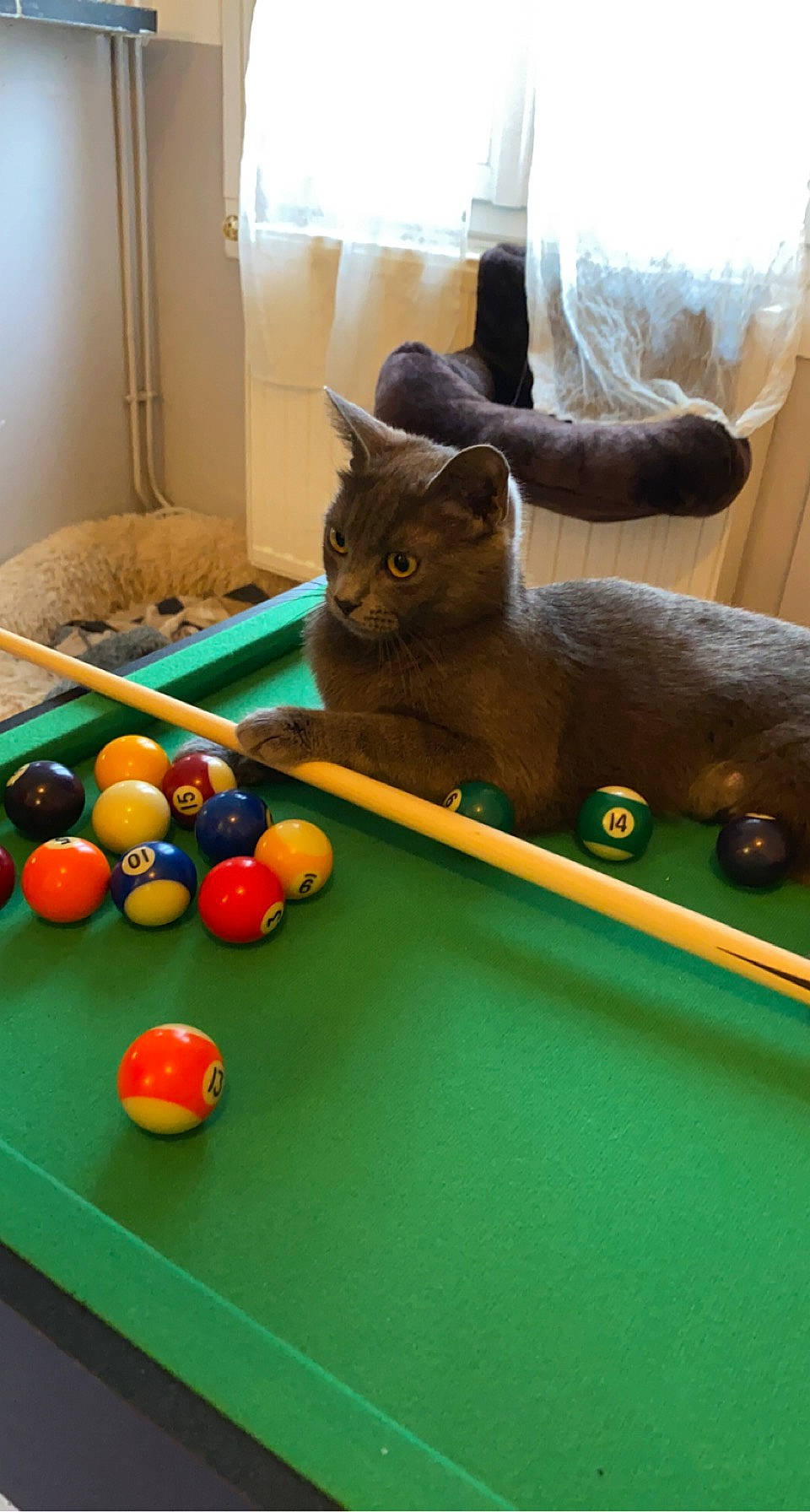 Bonnie participe au concours pour gagner de l'argent avec cette photo : baize, ball, billiard_ball, billiard_room, billiard_table, billiards, carnivore, cat, cue_stick, felidae, indoor_games_and_sports, pocket_billiards, pool, recreation, recreation_room, small_to_medium_sized_cats, sports_equipment, straight_pool, table, wood