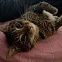 cat, tabby, pet, lying_down, indoor, bed, pink_bedspread, fur, whiskers, curious, cute, animal, domestic_cat, close_up, relaxed, ears, eyes, feline, portrait