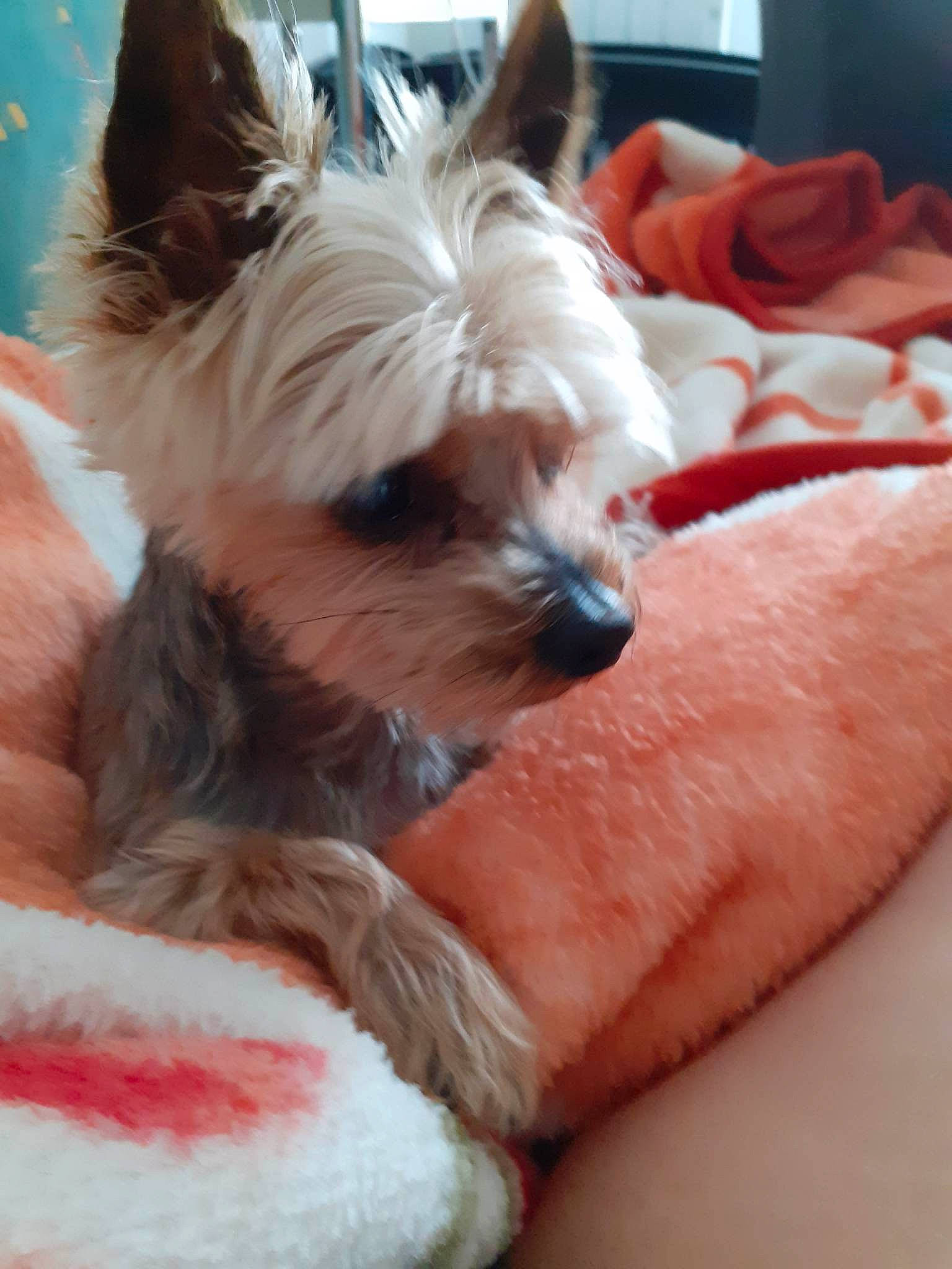 Gribouille participe au concours pour gagner de l'argent avec cette photo : biewer_terrier, canidae, carnivore, comfort, companion_dog, dog, dog_breed, dog_supply, ear, fawn, fur, liver, non_sporting_group, pet_supply, small_terrier, snout, sporting_group, terrestrial_animal, toy_dog, working_animal