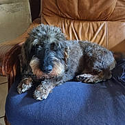 Pixou a rejoint le concours — aidez-le/la à gagner de superbes lots ! dog, chair, blue_cover, brown_backrest, wooden_armrest, tile_floor, foot, sandal, red_toenail_polish, indoor, pet, relaxed, furry, paw, snout, seated, home, cozy, resting, casual
