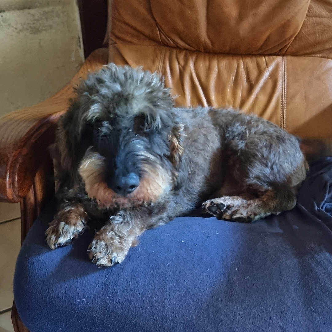 Pixou a rejoint le concours — aidez-le/la à gagner de superbes lots ! blue_cover, brown_backrest, casual, chair, cozy, dog, foot, furry, home, indoor, paw, pet, red_toenail_polish, relaxed, resting, sandal, seated, snout, tile_floor, wooden_armrest