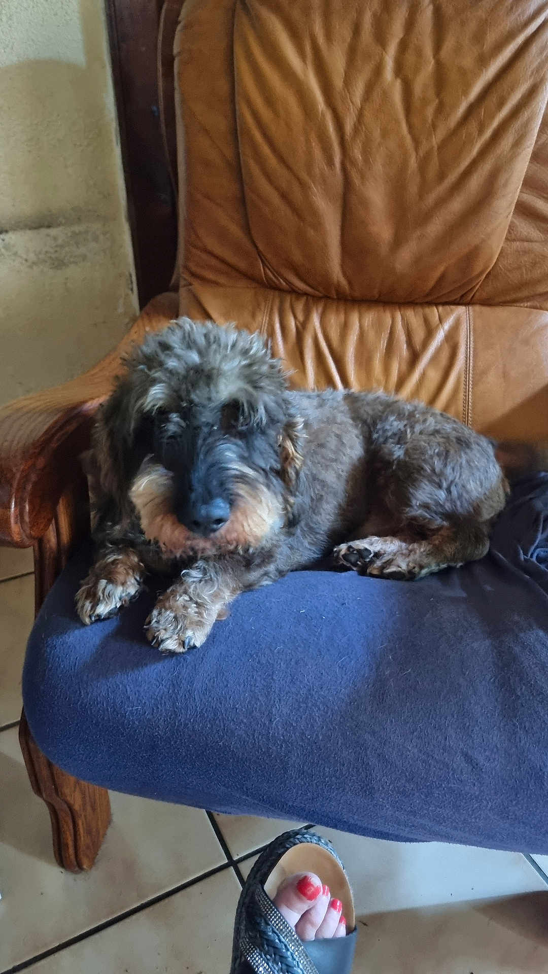 Pixou a rejoint le concours — aidez-le/la à gagner de superbes lots ! dog, chair, blue_cover, brown_backrest, wooden_armrest, tile_floor, foot, sandal, red_toenail_polish, indoor, pet, relaxed, furry, paw, snout, seated, home, cozy, resting, casual