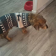 Filou participe au concours pour gagner de l'argent avec cette photo : animal, canine, clothing, dog, fitness, goldenretriever, hardwood, indoors, interiordesign, knitwear, person, pet, puppy, skirt, sport, sweater, terrier, wood, workingout, yoga