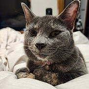 Izzie is registered to the contest to win money with this photo: cat, pet, animal, feline, close_up, indoor, blanket, fur, ears, paws, resting, domestic_animal, whiskers, cute, muzzle, collar, relaxed, bed, soft, portrait