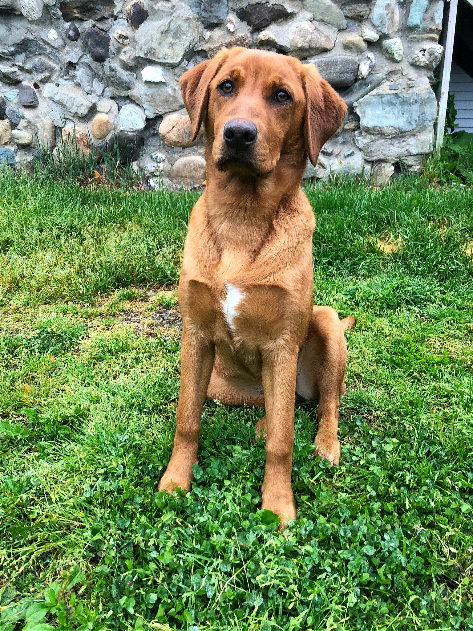 Maze is registered to the contest to win money with this photo: broholmer, canidae, carnivore, dog, dog_breed, fawn, hound, hunting_dog, mammal, mountain_cur, polish_hound, portuguese_pointer, rare_breed_dog, rhodesian_ridgeback, sporting_group, styrian_coarse_haired_hound, tosa, tyrolean_hound, vertebrate