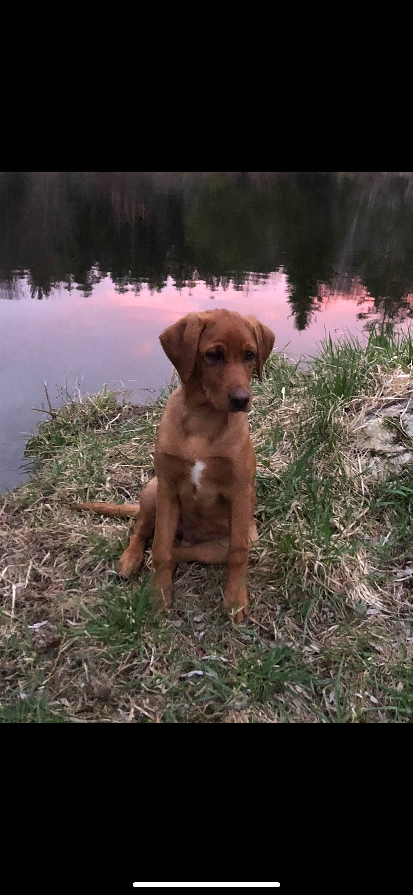 Maze joined the competition — help win amazing prizes! broholmer, canidae, carnivore, dog, dog_breed, fawn, hound, hunting_dog, labrador_retriever, mammal, mountain_cur, patterdale_terrier, portuguese_pointer, rhodesian_ridgeback, sporting_group, vertebrate, vizsla