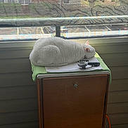 Belle is registered to the contest to win money with this photo: cat, white_cat, sleeping, towel, wooden_cabinet, window, mesh_screen, pet_brush, indoor, daylight, resting, feline, fur, quiet, calm, domestic_animal, house, furniture, relaxation, nap