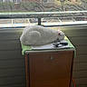 cat, white_cat, sleeping, towel, wooden_cabinet, window, mesh_screen, pet_brush, indoor, daylight, resting, feline, fur, quiet, calm, domestic_animal, house, furniture, relaxation, nap