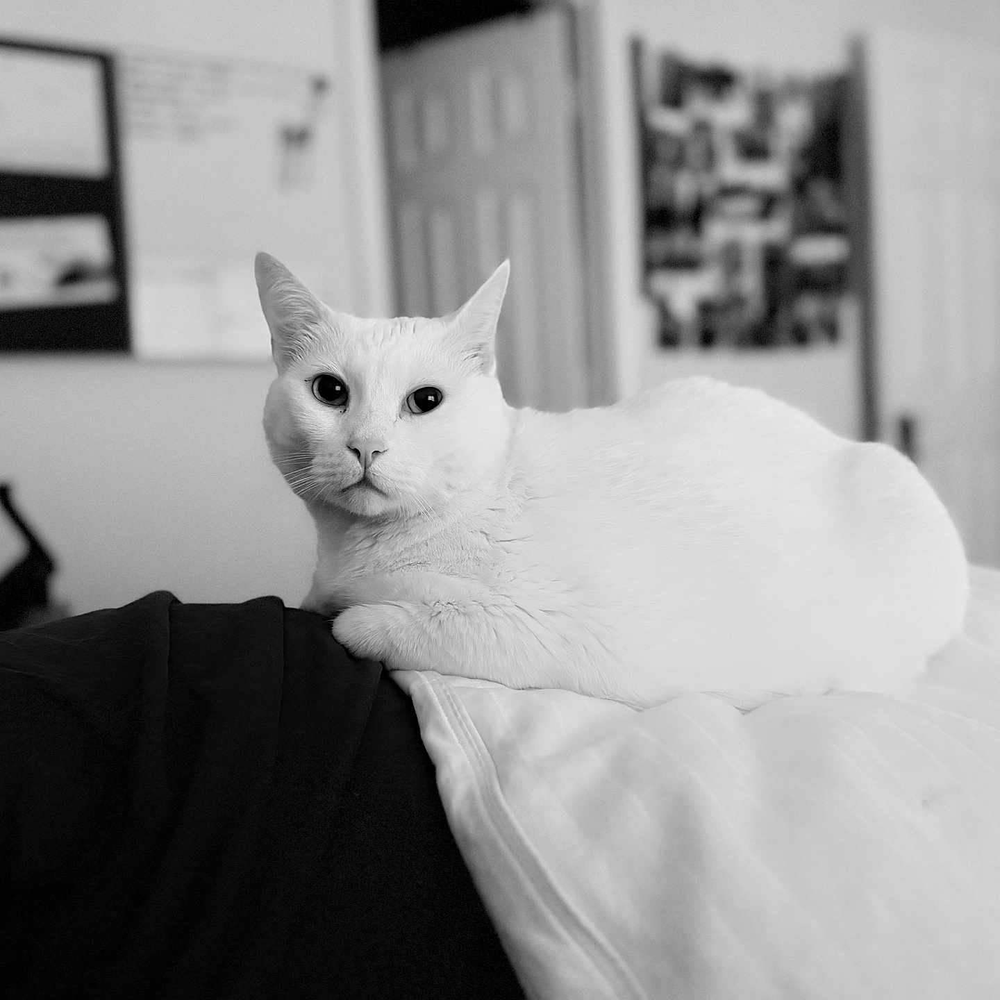 Belle