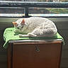 cat, white_cat, sunlight, green_towel, wooden_cabinet, window, indoor, relaxing, pet, feline, cozy, sleepy, domestic_animal, resting, fur, animal, sunny, daytime, home, comfortable