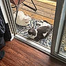 cat, white_cat, gray_and_white_cat, pet, animal, indoor_outdoor, wooden_deck, rug, patterned_rug, chair, folding_chair, toy_ball, sunlight, sliding_glass_door, door_frame, floor, wood_floor, relaxing, resting, domestic_animal