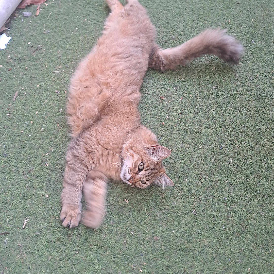 Leonore a rejoint le concours — aidez-le/la à gagner de superbes lots ! cat, ginger_cat, feline, pet, animal, outdoor, grass, artificial_turf, relaxed, lying_down, fur, whiskers, tail, paws, nature, daylight, curious, resting, playful, domestic_cat