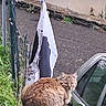 Leonore a rejoint le concours — aidez-le/la à gagner de superbes lots ! cat, orange_tabby, fence, flag, car, outdoor, stone_ledge, curious, animal, pet, greenery, reflection, window, perched, nature, daylight, side_view, fur, whiskers, ears
