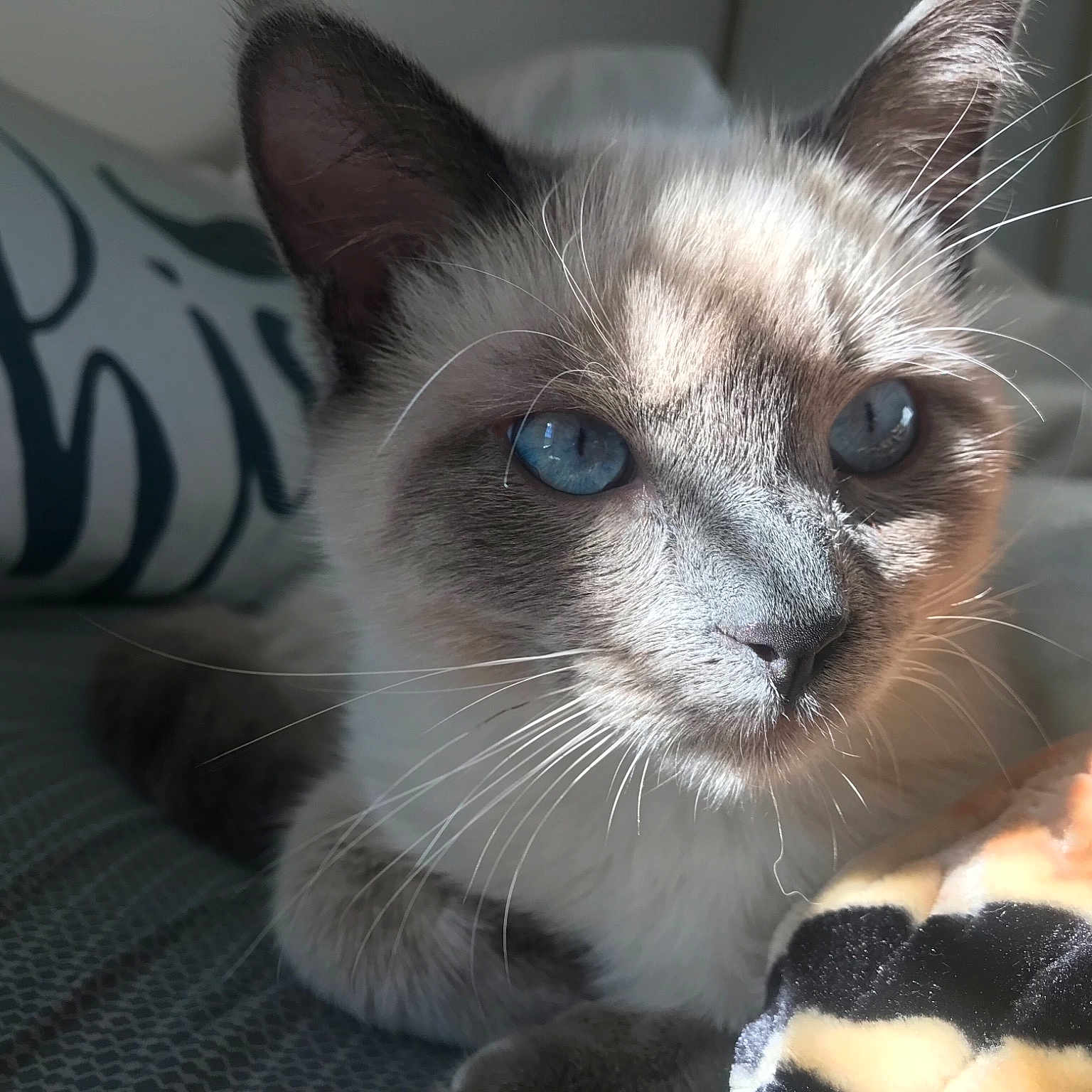 Toby joined the competition — help win amazing prizes! asian, balinese, burmese, carnivore, cat, colorpoint_shorthair, domestic_short_haired_cat, eye, felidae, javanese, kitten, mammal, ojos_azules, siamese, small_to_medium_sized_cats, snout, thai, tonkinese, vertebrate, whiskers
