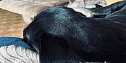 Christy is registered to the contest to win money with this photo: dog, black_dog, white_dog, tan_dog, sofa, blanket, indoor, resting, relaxing, pet, furry, cozy, knitted_blanket, fur, couch, home, animal, sleeping, comfort, living_room