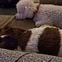 Christy joined the competition — help win amazing prizes! dog, sleeping, couch, brown_and_white, curly_fur, pet, indoor, resting, cozy, fur, animal, companion, relaxed, two_dogs, domestic, soft, close_up, furniture, home, quiet