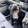 Christy is registered to the contest to win money with this photo: dog, black_labrador, puppy, car_interior, gear_stick, dashboard, floor_mat, seat, pet, animal, looking_up, brown_eyes, cute, indoor, vehicle, companion, curious, waiting, young_dog, fur