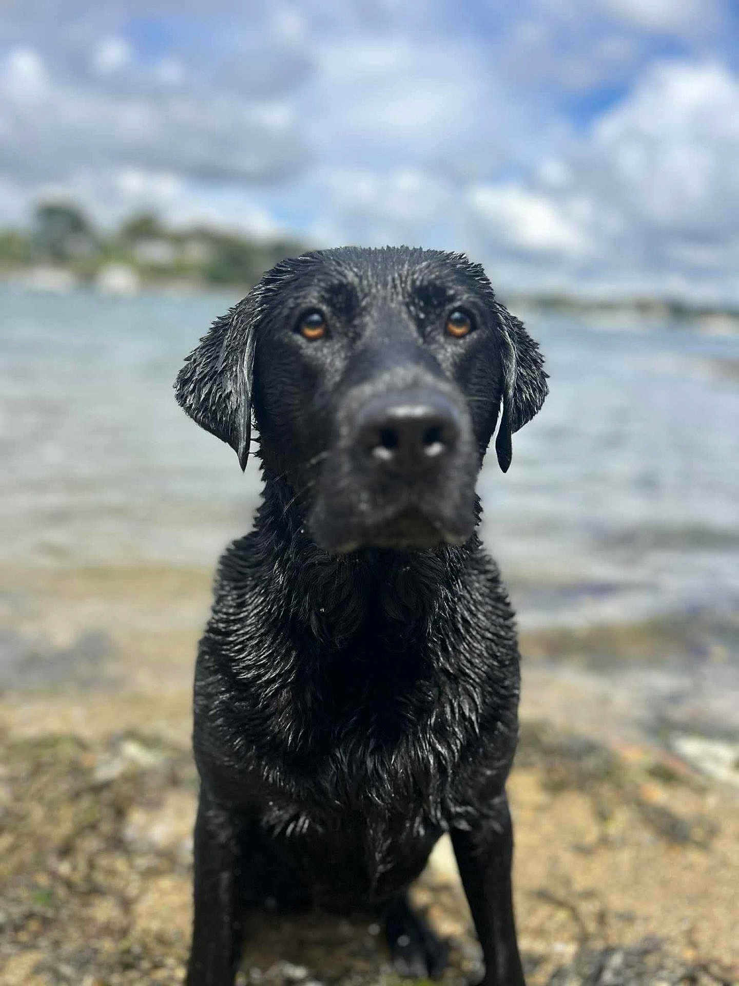 Christy joined the competition — help win amazing prizes! dog, black_dog, wet, water, shore, rocks, outdoor, animal, pet, canine, nature, cloudy_sky, curious, portrait, mammal, fur, sitting, closeup, daytime, landscape