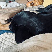 Christy is registered to the contest to win money with this photo: dog, black_dog, white_dog, brown_dog, sleeping, resting, indoor, living_room, couch, blanket, knitted, fur, pet, animal, cozy, relaxing, home, comfort, furniture, canine