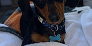 Oscar joined the competition — help win amazing prizes! dog, puppy, dachshund, black_and_tan, collar, tag, indoor, blanket, bed, cute, pet, animal, fur, ears, snout, looking_at_camera, cozy, soft_light, wooden_furniture, home