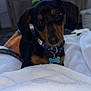 dog, puppy, dachshund, black_and_tan, collar, tag, indoor, blanket, bed, cute, pet, animal, fur, ears, snout, looking_at_camera, cozy, soft_light, wooden_furniture, home