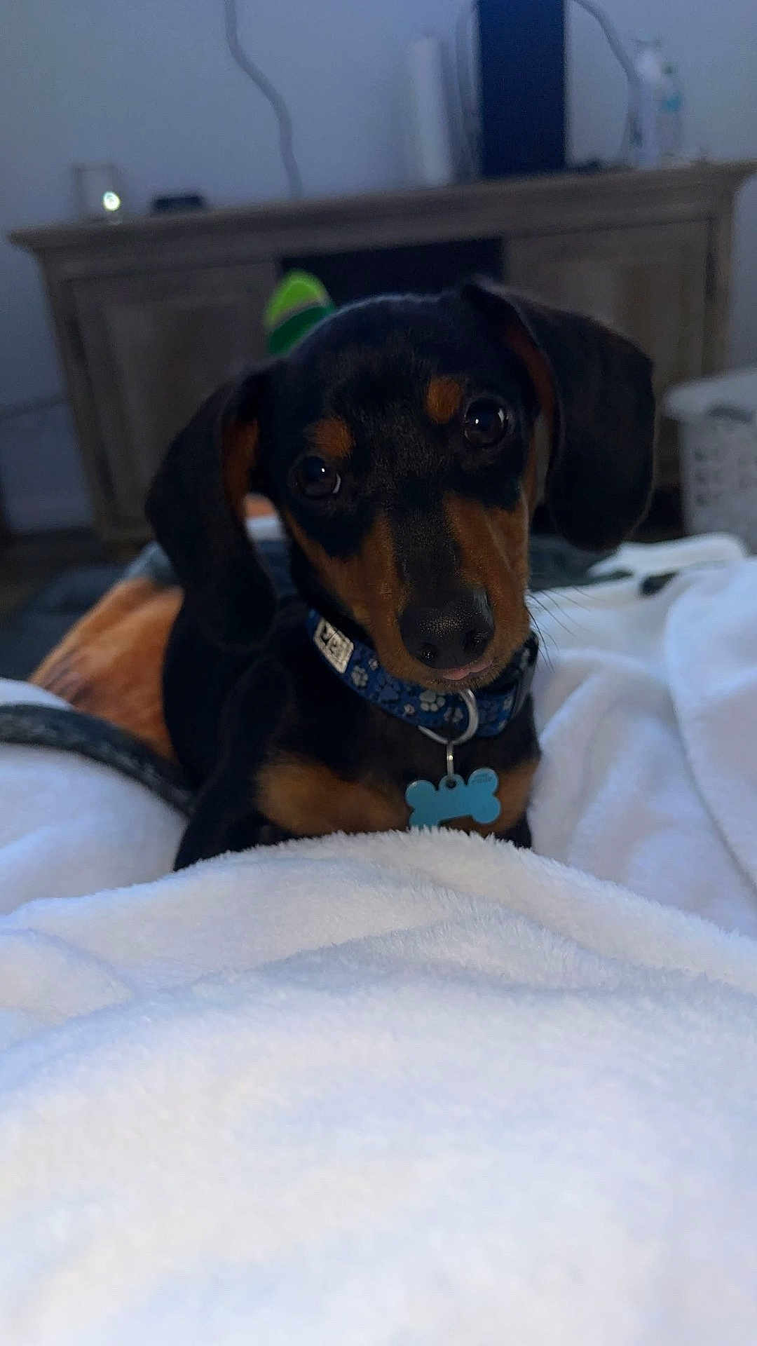 Oscar joined the competition — help win amazing prizes! dog, puppy, dachshund, black_and_tan, collar, tag, indoor, blanket, bed, cute, pet, animal, fur, ears, snout, looking_at_camera, cozy, soft_light, wooden_furniture, home