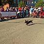 Oscar joined the competition — help win amazing prizes! dog, dachshund, race, running, crowd, people, costume, deadpool, outdoor, sunny, street, barrier, spectators, event, pet, leash, photographer, casual_clothing, happy, action