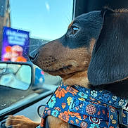 Oscar joined the competition — help win amazing prizes! dog, dachshund, close_up, car_interior, window, harness, paw, side_view, animal, pet, colorful, floral_pattern, reflection, urban, daylight, looking_out, focus, ears, snout, fur