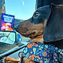 dog, dachshund, close_up, car_interior, window, harness, paw, side_view, animal, pet, colorful, floral_pattern, reflection, urban, daylight, looking_out, focus, ears, snout, fur