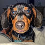 Oscar is registered to the contest to win money with this photo: dog, puppy, dachshund, close_up, pet, animal, blanket, indoor, cozy, ears, collar, curious, fur, brown, black, cute, lying_down, face, nose, tongue