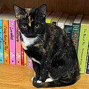 Ember is registered to the contest to win money with this photo: cat, tortoiseshell, bookshelf, books, wooden_shelf, indoor, pet, animal, feline, curious, seated, portrait, literature, reading, home, cozy, closeup, colorful, domestic_animal, quiet