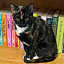 animal, books, bookshelf, cat, closeup, colorful, cozy, curious, domestic_animal, feline, home, indoor, literature, pet, portrait, quiet, reading, seated, tortoiseshell, wooden_shelf