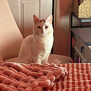Celi is registered to the contest to win money with this photo: cat, white_cat, indoor, chair, blanket, striped_bedspread, basket, soft_light, cozy, furniture, pet, domestic_animal, relaxed, animal, feline, home, decor, sitting, calm, cute