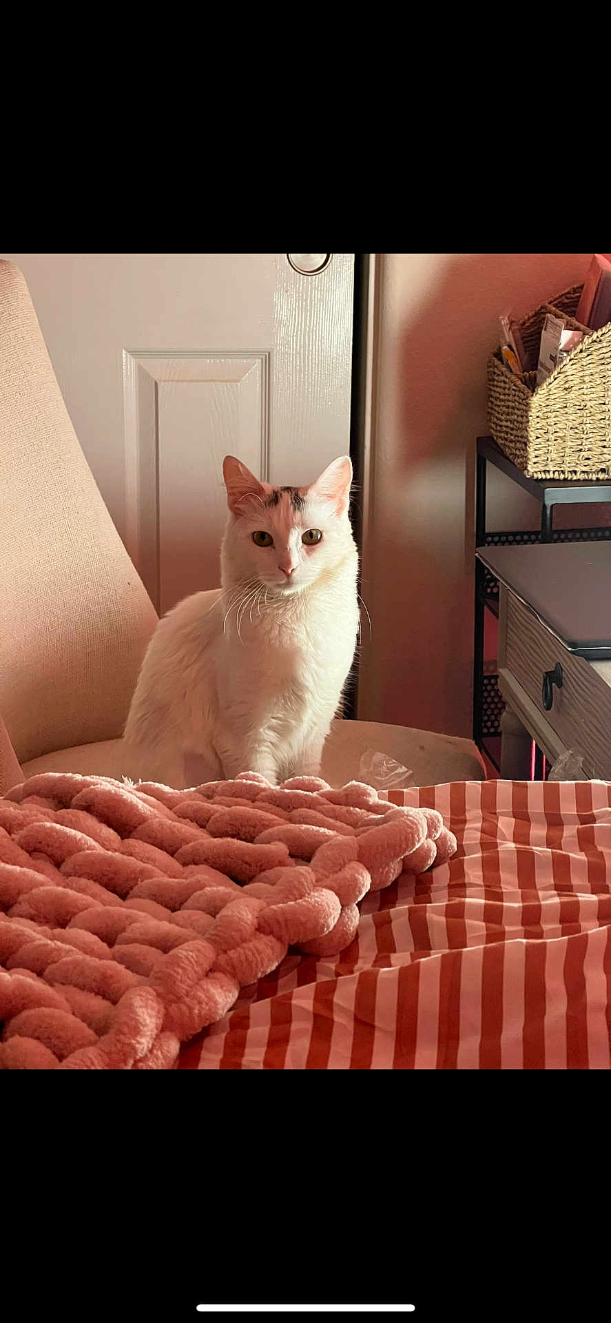 Celi is registered to the contest to win money with this photo: cat, white_cat, indoor, chair, blanket, striped_bedspread, basket, soft_light, cozy, furniture, pet, domestic_animal, relaxed, animal, feline, home, decor, sitting, calm, cute