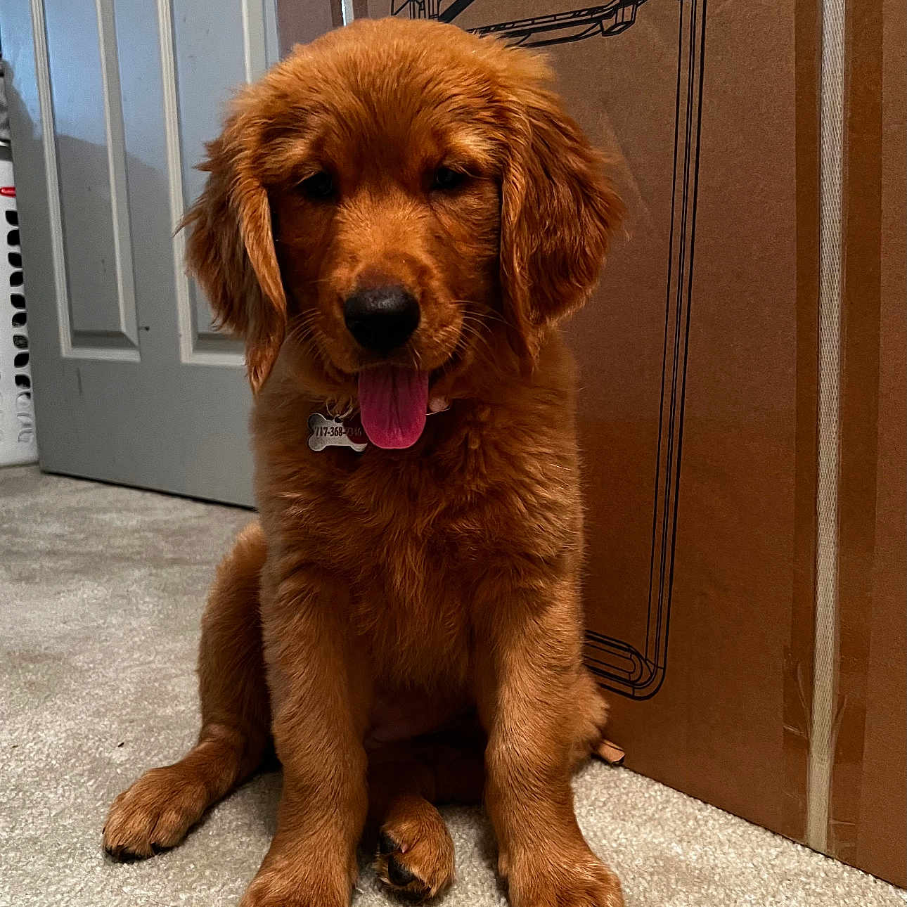 Harper is registered to the contest to win money with this photo: animal, architecture, bodypart, building, canine, cockerspaniel, dog, door, goldenretriever, hardwood, indoors, interiordesign, mat, mouth, outdoors, person, pet, puppy, shelter, wood