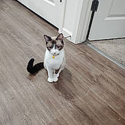Meow Mix joined the competition — help win amazing prizes! animal, bell, calm, cat, collar, curious, cute, domestic, door_hinge, feline, floor, fur, home, indoor, pet, quiet, sitting, tail, white_door, wooden_floor
