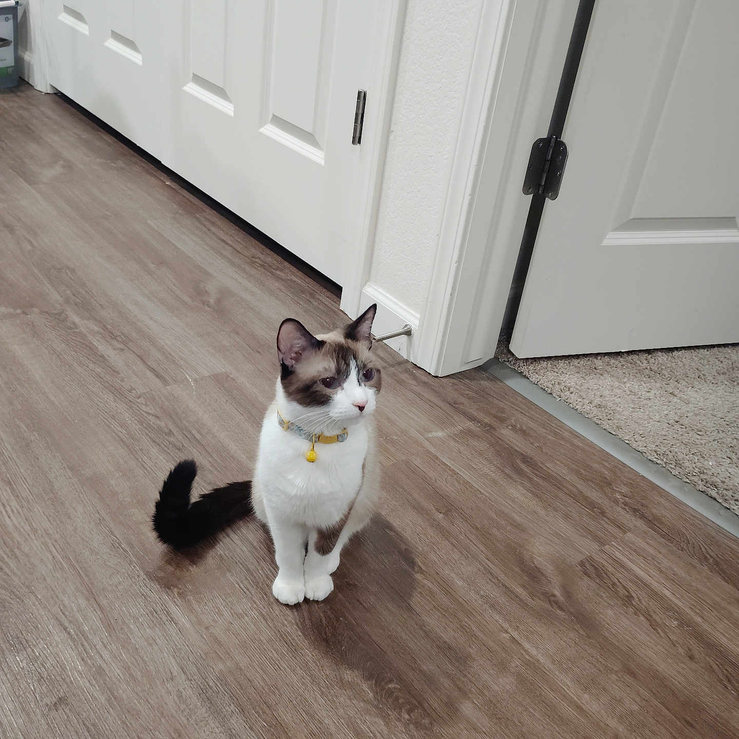 Meow Mix