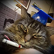 Fuzzy joined the competition — help win amazing prizes! animal, cat, celebration, close_up, cute, diploma, domestic_cat, eyes, face, feline, funny, fur, graduation_cap, hat, indoor, mammal, pet, portrait, tabby, whiskers