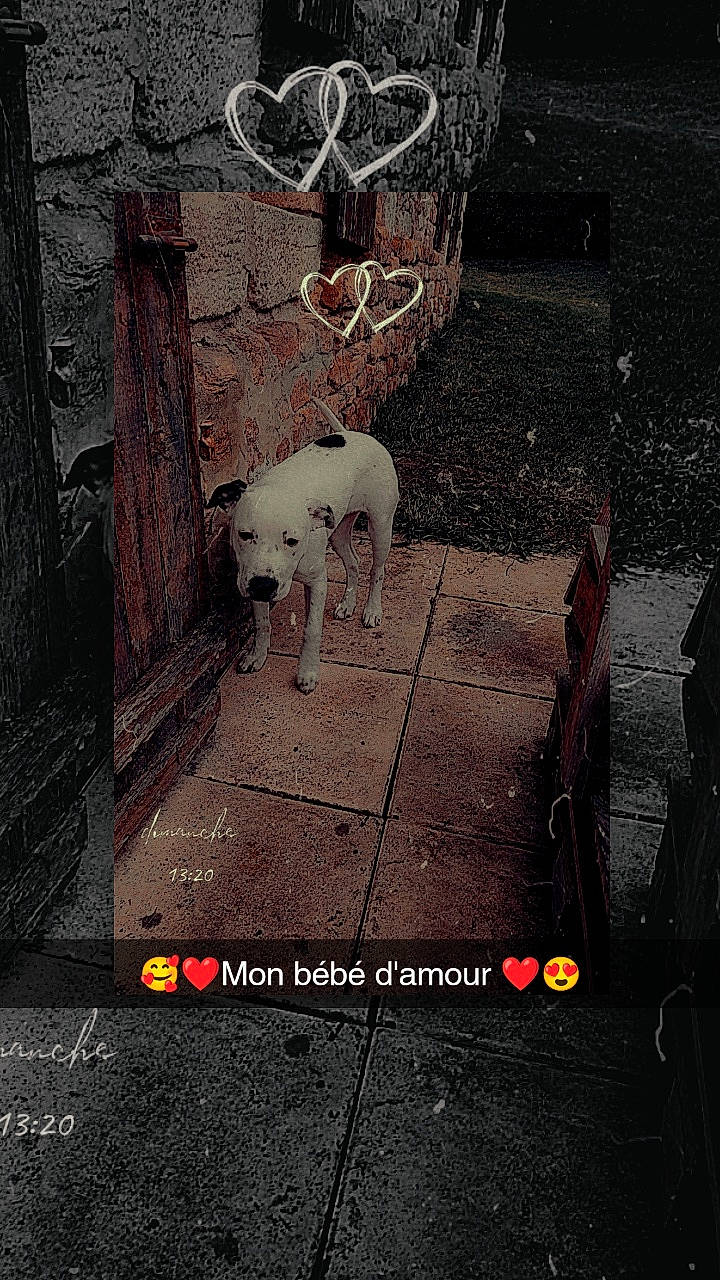 Wendy a rejoint le concours — aidez-le/la à gagner de superbes lots ! asphalt, canidae, carnivore, companion_dog, darkness, dog, dog_breed, font, line, mammal, metal, photo_caption, screenshot, shadow, snout, sporting_group, tail, tints_and_shades, vertebrate, working_animal