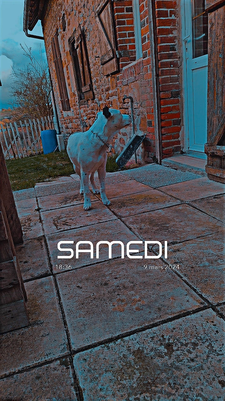 Wendy a rejoint le concours — aidez-le/la à gagner de superbes lots ! art, asphalt, brick, brickwork, building, carnivore, dog, door, facade, fawn, flagstone, floor, flooring, road_surface, sidewalk, tail, tree, wall, window, wood