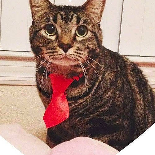 Thomas Omally is registered to the contest to win money with this photo: carnivore, cat, cat_supply, claw, comfort, domestic_short_haired_cat, felidae, fur, paw, sitting, small_to_medium_sized_cats, snout, square, terrestrial_animal, whiskers