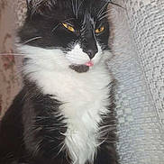 Alya is registered to the contest to win money with this photo: cat, black_and_white, fluffy, pet, animal, indoor, feline, whiskers, ears, yellow_eyes, tongue_out, closeup, sitting, fur, cute, domestic_animal, portrait, resting, curious, household