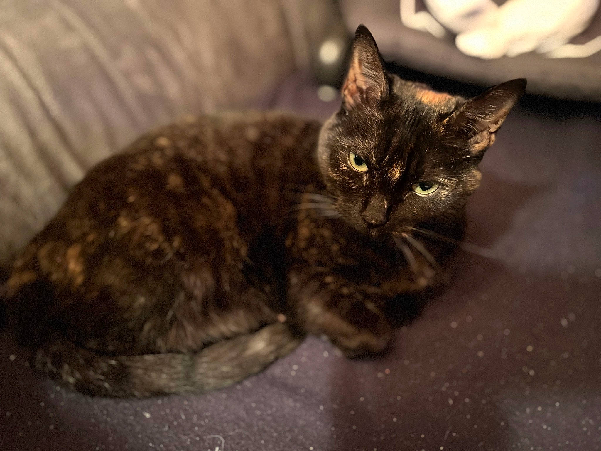 Jenny participe au concours pour gagner de l'argent avec cette photo : carnivore, cat, claw, comfort, domestic_short_haired_cat, eye, felidae, fur, paw, sitting, small_to_medium_sized_cats, snout, tail, terrestrial_animal, whiskers, wildlife