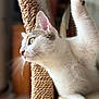 Bella participe au concours pour gagner de l'argent avec cette photo : cat, white_cat, indoor, scratching_post, paw, feline, curious, close_up, green_eyes, whiskers, fur, pet, animal, soft_light, texture, side_view, focus, relaxing, cozy, window_light