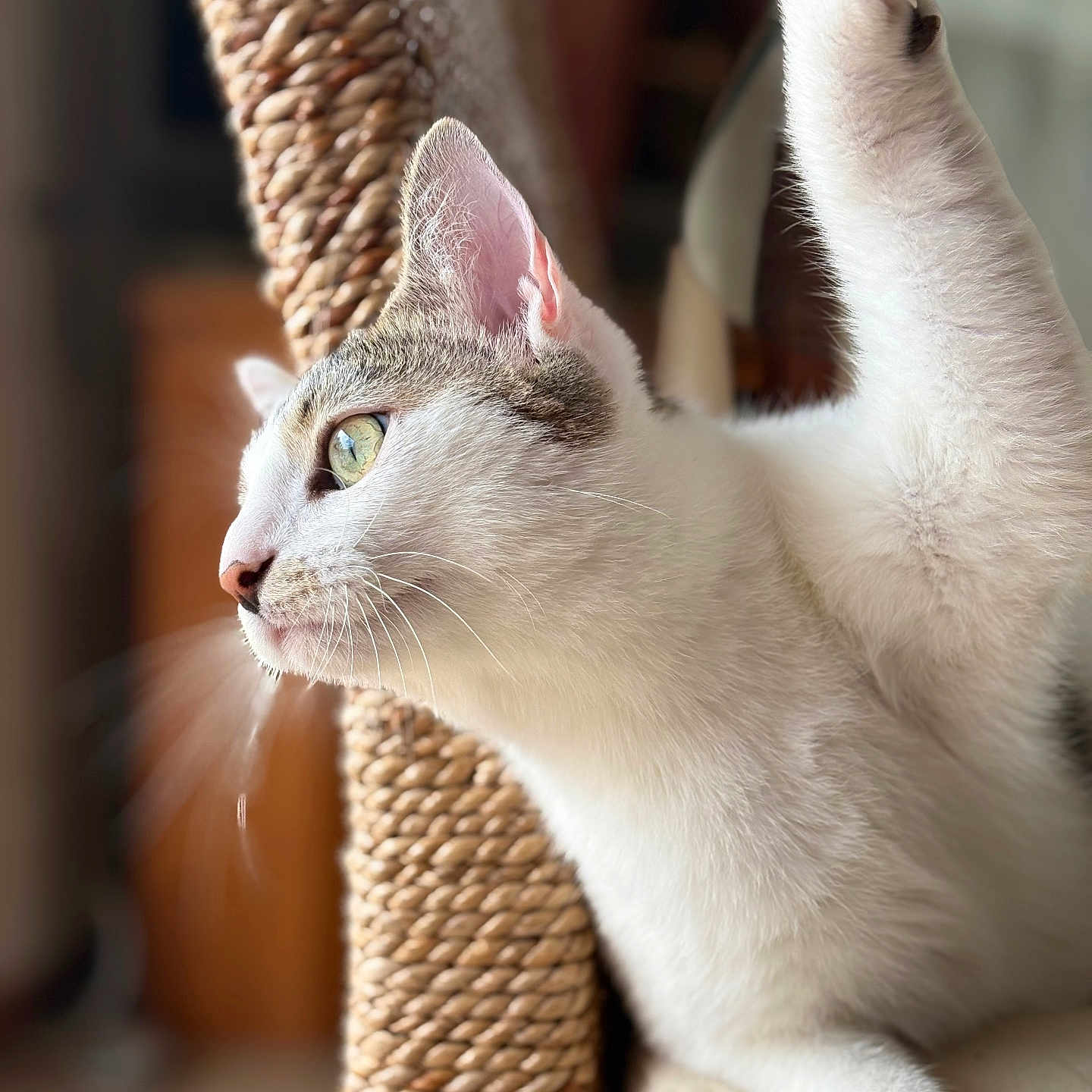 Bella participe au concours pour gagner de l'argent avec cette photo : animal, cat, close_up, cozy, curious, feline, focus, fur, green_eyes, indoor, paw, pet, relaxing, scratching_post, side_view, soft_light, texture, whiskers, white_cat, window_light