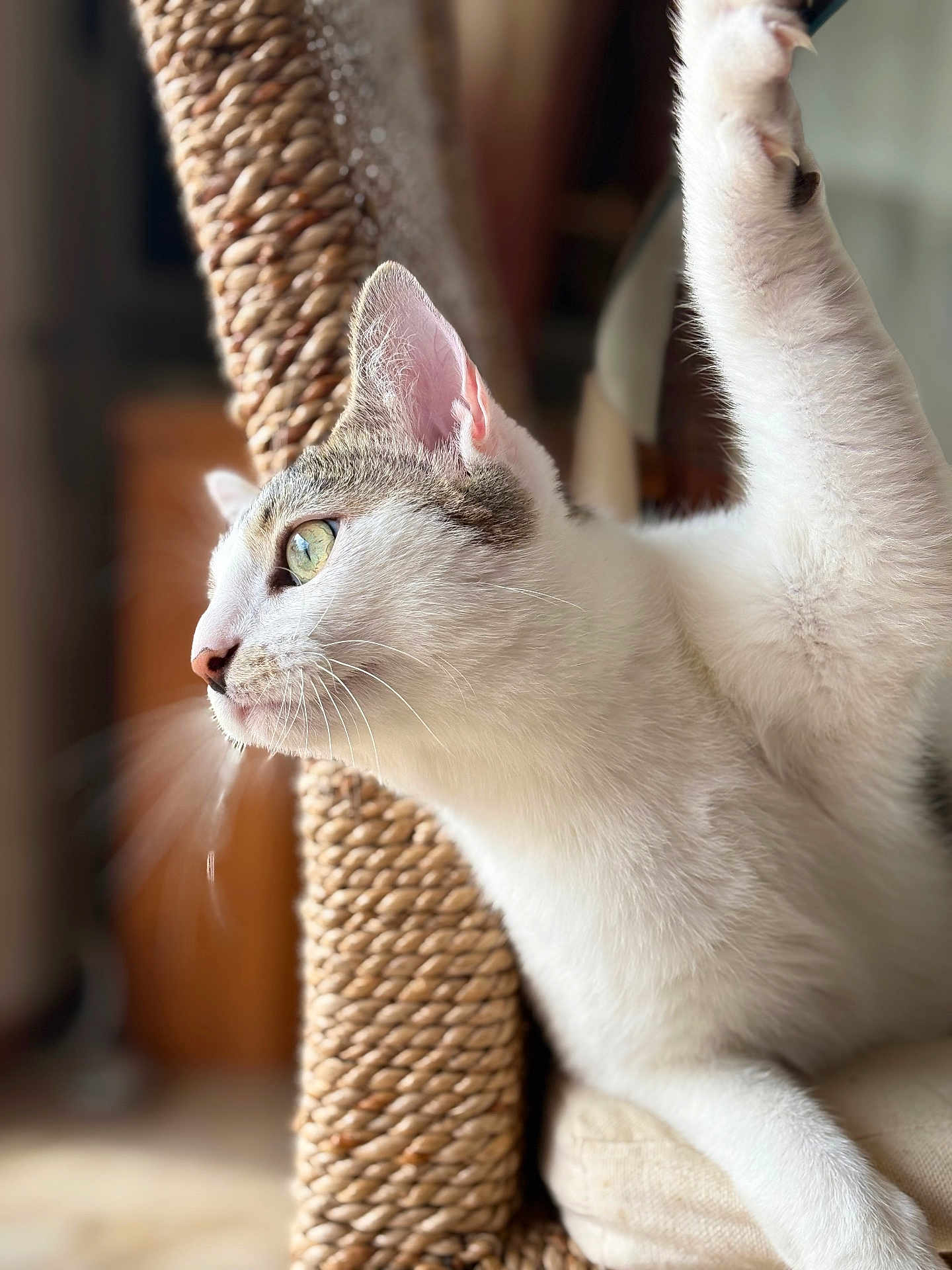 Bella participe au concours pour gagner de l'argent avec cette photo : cat, white_cat, indoor, scratching_post, paw, feline, curious, close_up, green_eyes, whiskers, fur, pet, animal, soft_light, texture, side_view, focus, relaxing, cozy, window_light