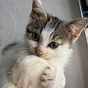 Bella a rejoint le concours — aidez-le/la à gagner de superbes lots ! kitten, cat, pet, animal, feline, cute, whiskers, fur, claws, toy, indoor, closeup, face, ears, paw, curious, soft, white, gray, playing