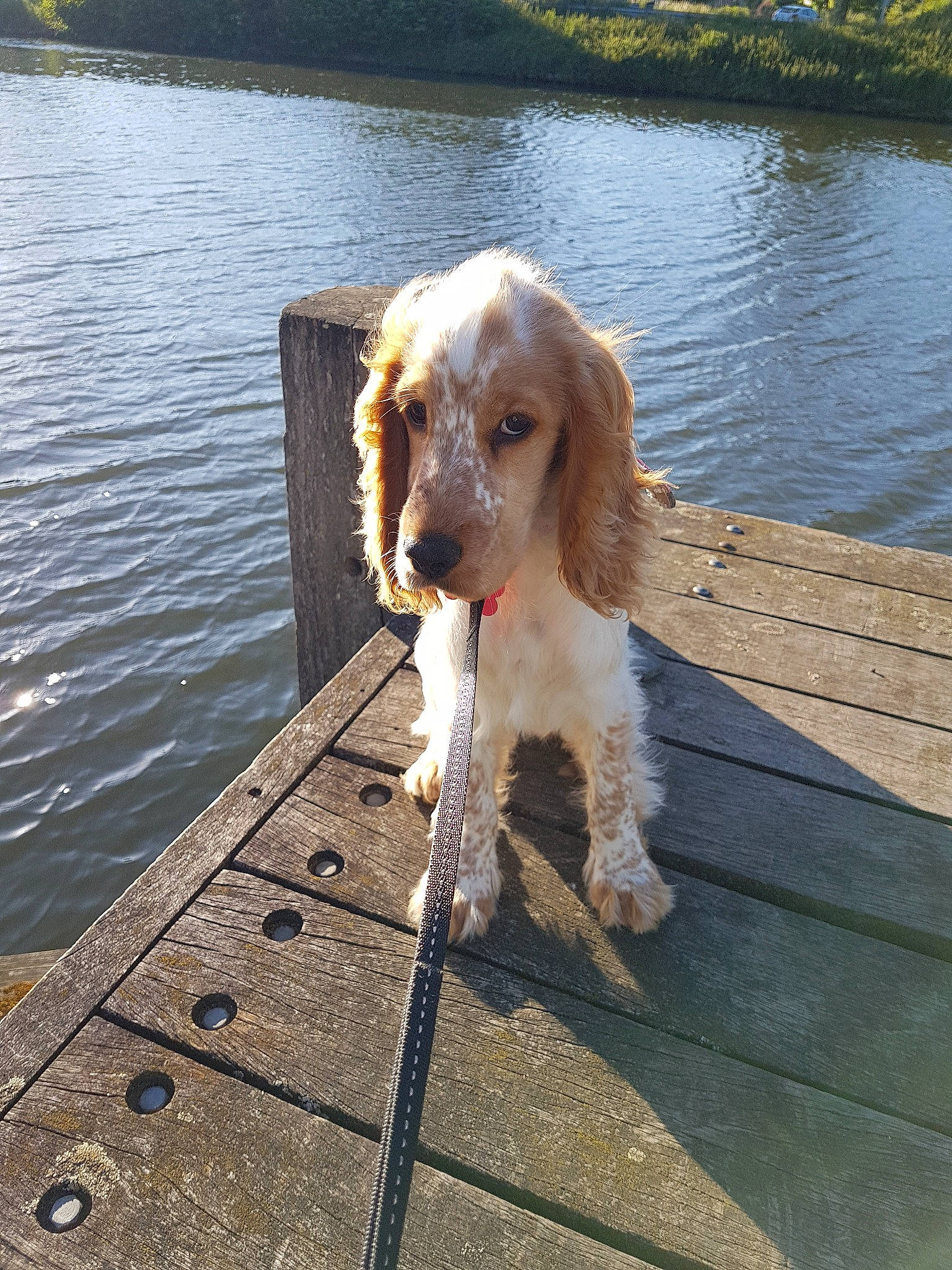 Olympe a rejoint le concours — aidez-le/la à gagner de superbes lots ! american_cocker_spaniel, canidae, carnivore, cocker_spaniel, companion_dog, dog, dog_breed, english_cocker_spaniel, english_setter, german_spaniel, irish_setter, mammal, rare_breed_dog, russian_spaniel, setter, spaniel, spinone_italiano, sporting_group, vertebrate, welsh_springer_spaniel