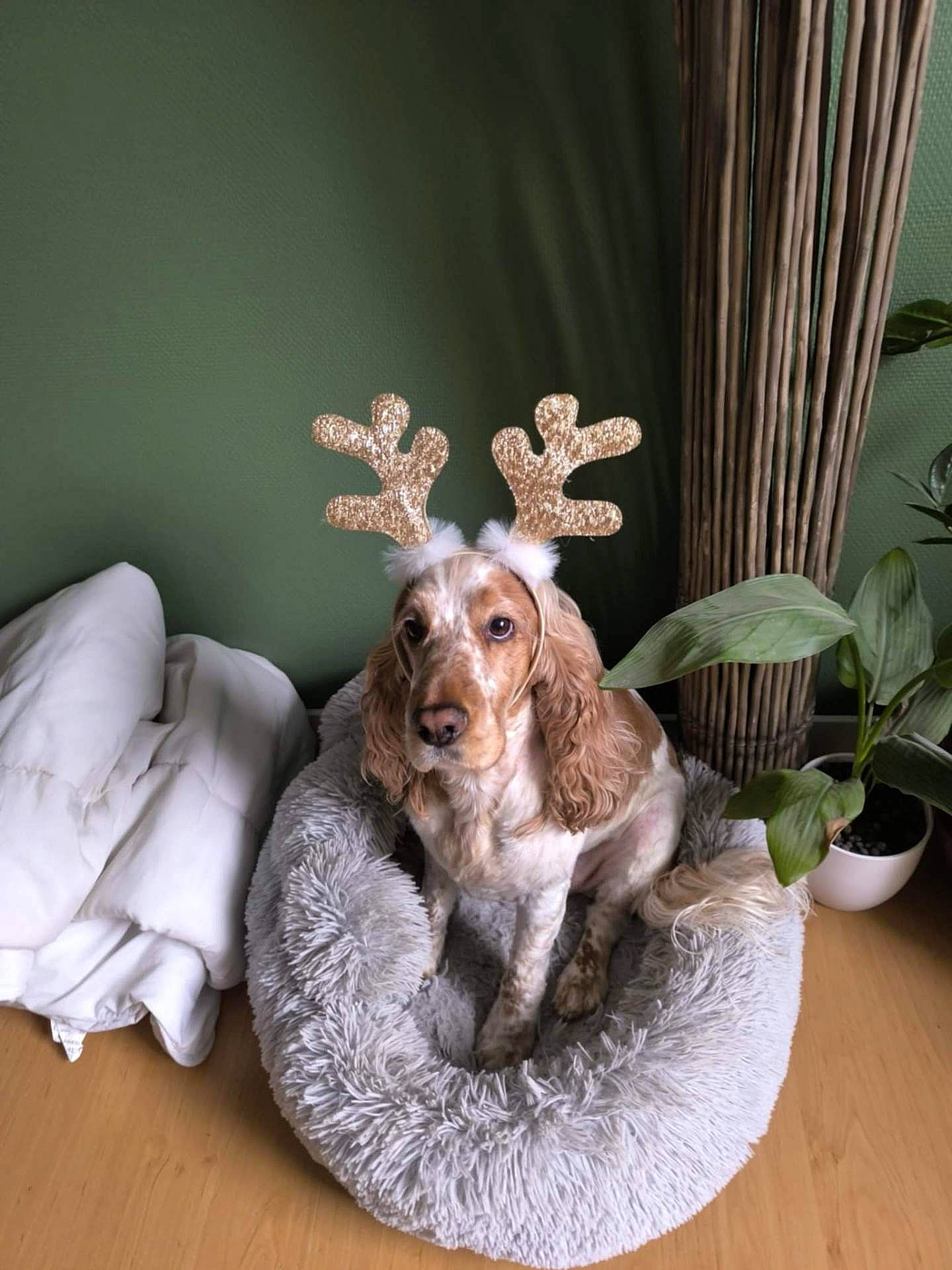 animal, blanket, brown_and_white, companion, cozy, cute, decor, dog, ears, festive, fluffy, fur, green_wall, holiday, indoor, pet_bed, plant, reindeer_antlers, sitting, wooden_floor